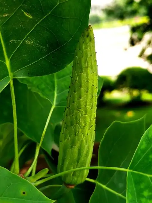 鹅掌楸的果实