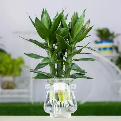 富贵竹的微信头像