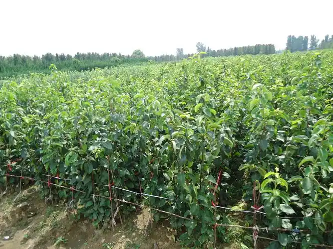 梨树为喜光果树,喜温,生育需要较高温度,休眠期则需一定低温.