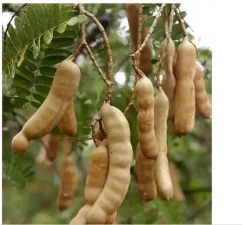 又叫酸梅豆,豆科热带常绿乔木.