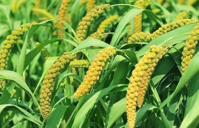 现在农村种植什么农作物赚钱-其他花草_【三农电视网】农村养殖致富