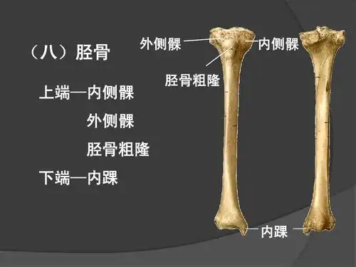 艺用人体解剖学01ppt