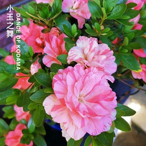 小玉之舞皋月杜鹃花稀少名贵品种阳台庭院花卉盆栽耐寒耐晒易养活