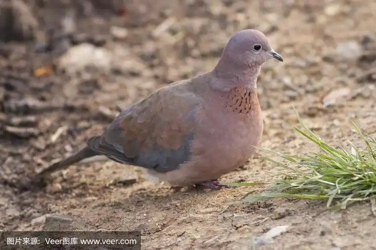 棕斑鸠,博斯普鲁斯海峡,颈,褐色,水平画幅
