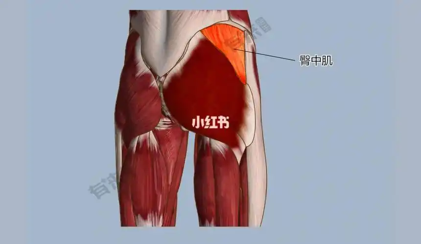 臀中肌位置臀中肌位于臀部,部分被臀大肌和阔筋膜张肌覆盖,中上部浅