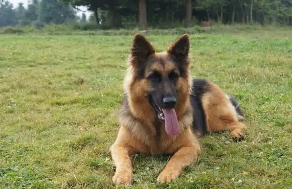 工作犬品种有哪些,世界工作犬排行榜