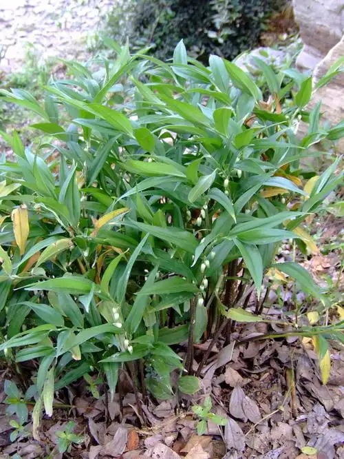 深裂竹根七disporopsispernyi