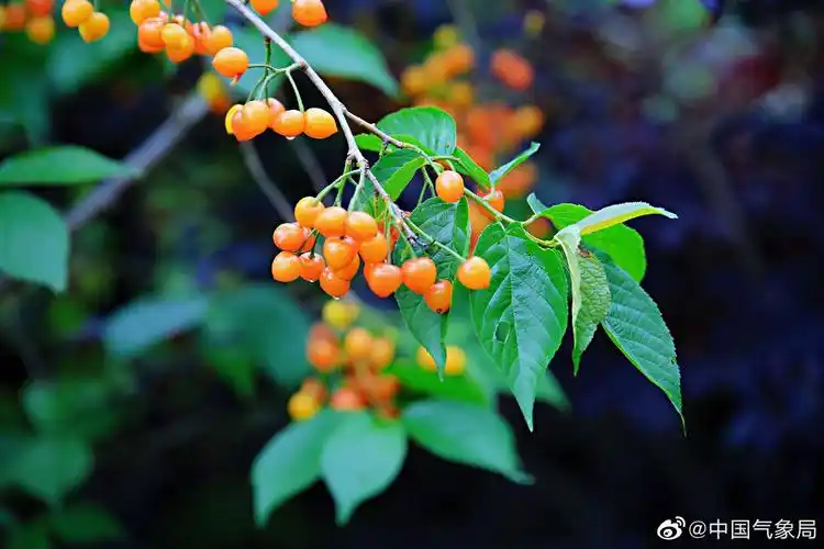 缤纷四月,野樱桃成熟,一个个娇嫩欲滴,玲珑可爱的果儿挂满枝头