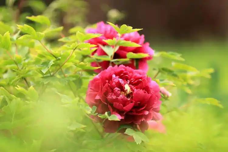 国色天香天生丽质,花开富贵家国平安