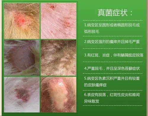 狗狗为什么在夏天容易得真菌皮肤病