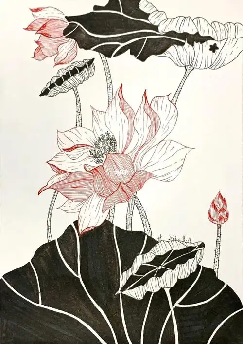 线描画荷花