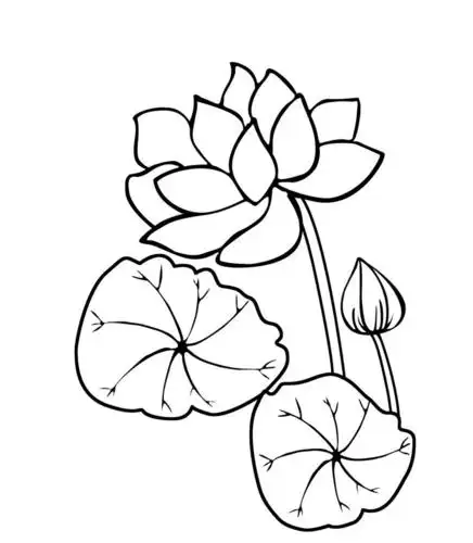 盛开的荷花植物简笔画