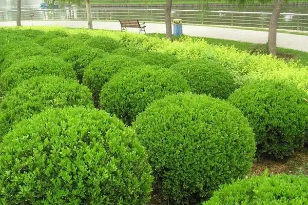 哪里有卖各种果树苗的