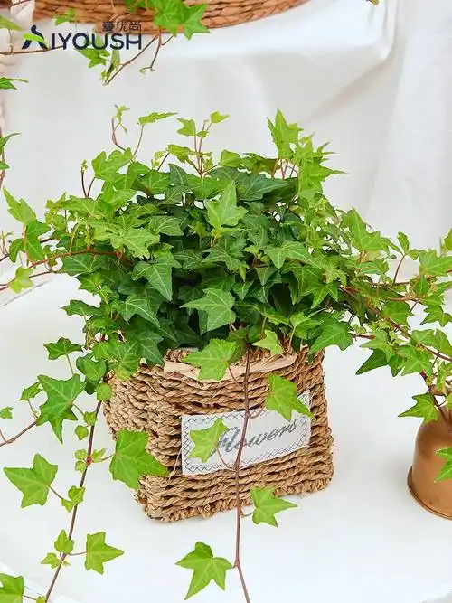 常春藤植物介绍(常春藤植物的功效与作用)