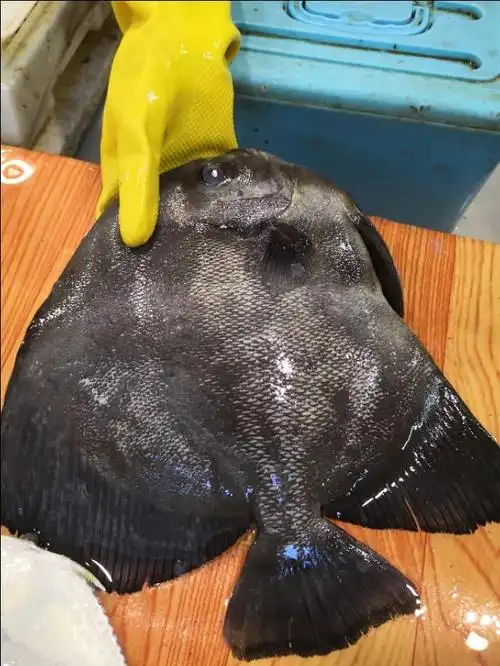 海南菜市场常见的海鱼