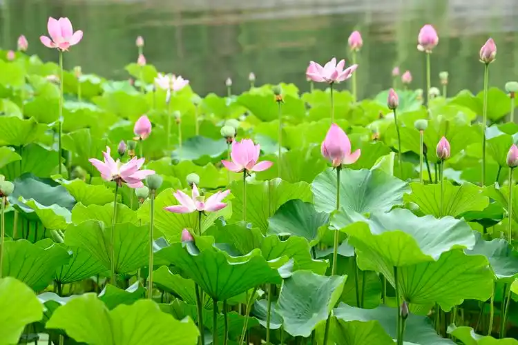 荷花映白塔北京北海公园荷花已入盛花期