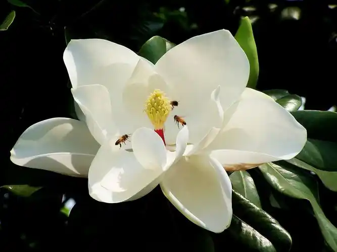 白色的广玉兰