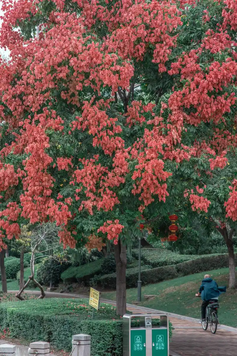 栾树花语:奇妙震撼绚烂的一生#史铁生 #栾树 - 抖音