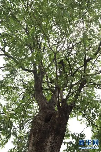 据了解,椿树又名臭椿,和香椿树分属不同的科,椿树叶子嗅之微臭,香椿