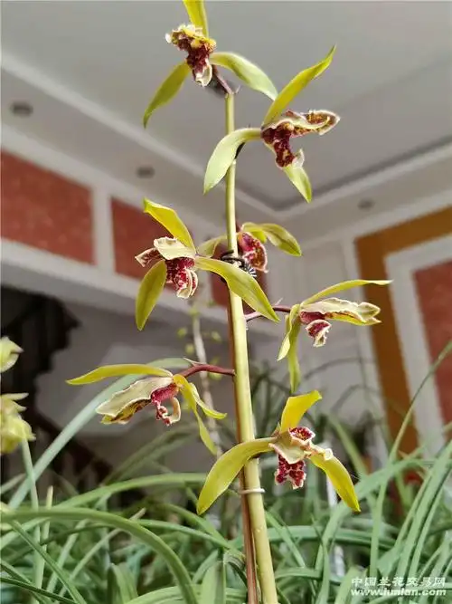 大叠彩-蕙兰篇-中国兰花交易网社区