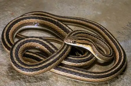 沙蛇来自赫迈达巴德瓜亚拉特因迪的沙蛇图片素材