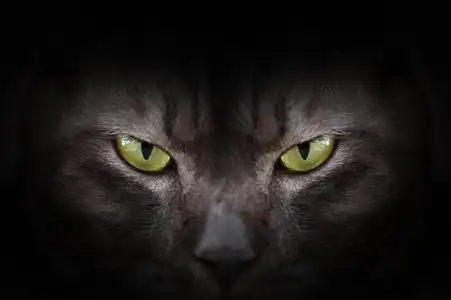 黑暗的阴影猫在黑暗中,催眠的猫眼睛的黑猫的眼睛照片