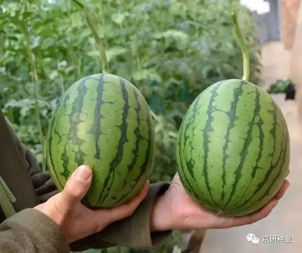 西瓜篇玲珑秀雅小西瓜类型丰富口感佳瓜类品种多样化关注京研哒