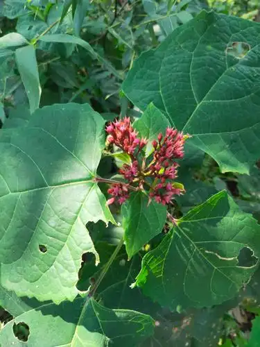 牡丹籽臭牡丹根臭枫根矮童子臭八宝鲜货干货中药材