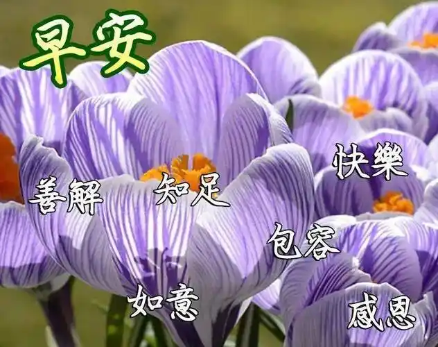 原创8张最新创意好看的早安问候图片精选免打字的夏日早上好问候祝福