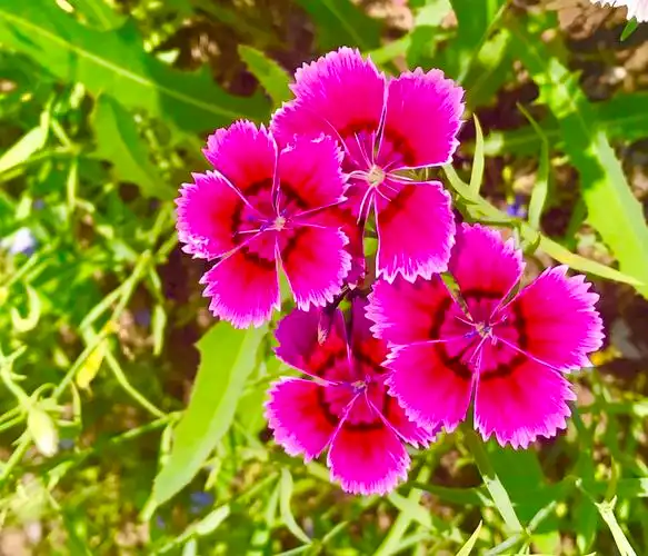 漂亮的石竹花,吸允着大地恩赐的精酿,拥抱着六月的阳光,尽情地绽放!