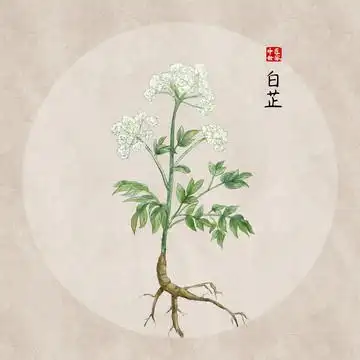 白芷图片