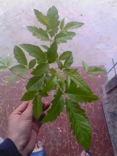 这是什么植物,四川俗语叫黄金树