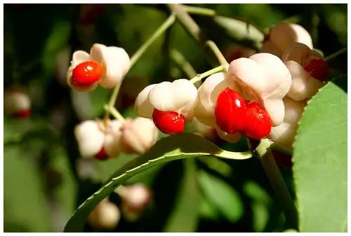 【秋天的"桃叶卫矛"】