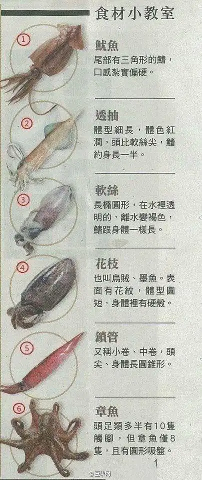 食材 章鱼 鱿鱼 乌贼