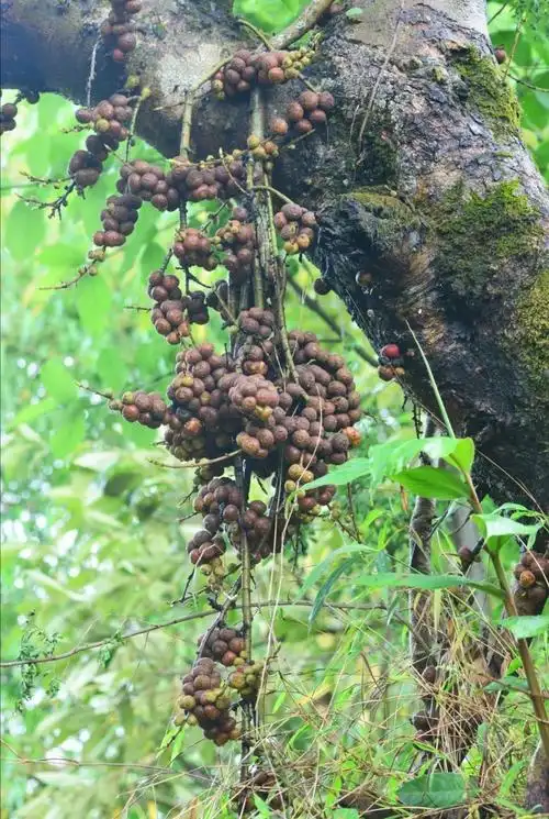 万物共生的桃花源:揭秘云南勐海的多彩风貌 | 荐展no.78