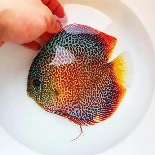 热带观赏鱼七彩神仙鱼14栋蜘蛛侠马来西亚9栋豹点23cm鱼