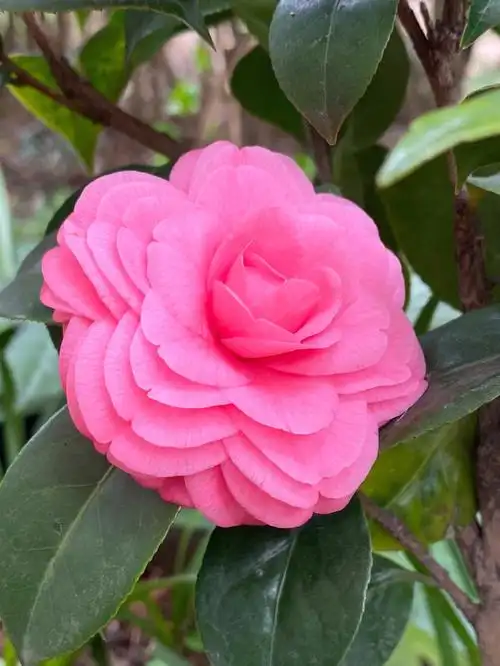 几乎天天拍茶花十八学士