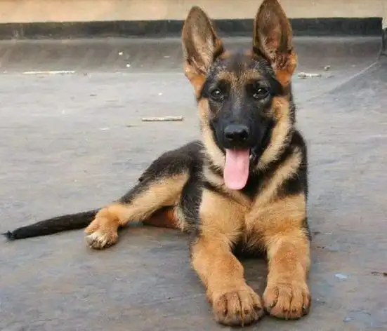 狼狗图片及品种介绍