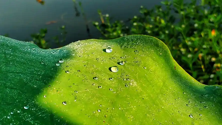 荷叶上的露水和荷花