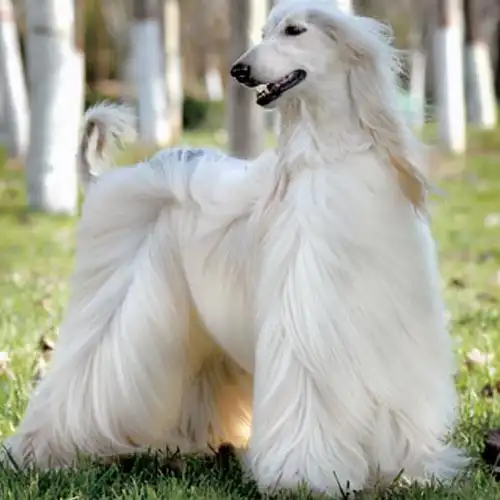 虽然是被叫做猎犬,但其实并不是猎犬,而且智商不高,反倒是笨笨.