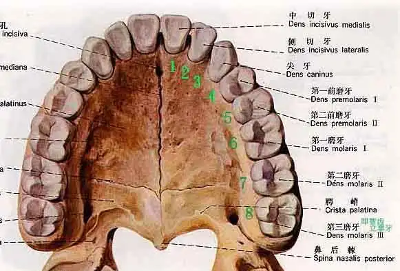 口腔知识科普宣教(1)牙及牙体周围组织解剖