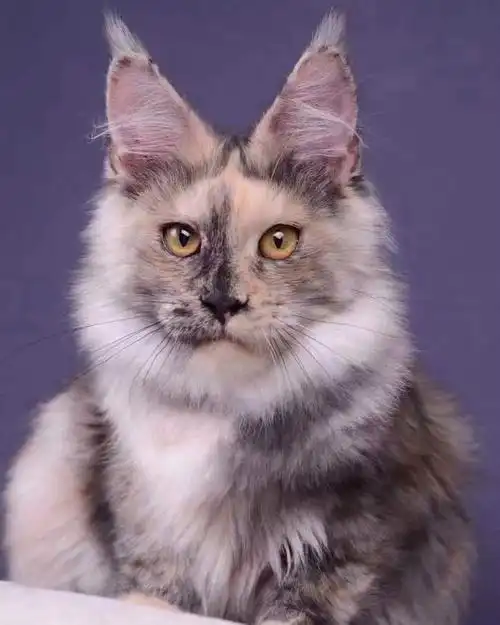 girl fs675 mount女孩5个月#缅因猫  #缅因库恩猫  #缅因  #缅因猫