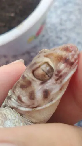 大家帮忙看看这守宫的眼睛怎么了?