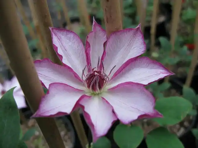 藤本皇后铁线莲的分类