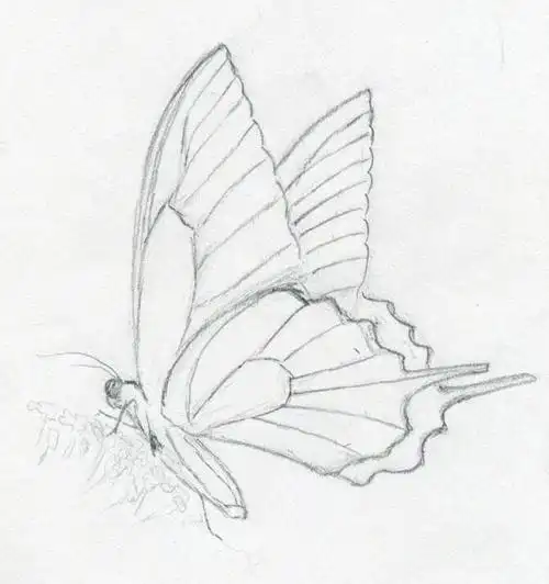 蝴蝶怎么画_蝴蝶铅笔素描步骤图分享