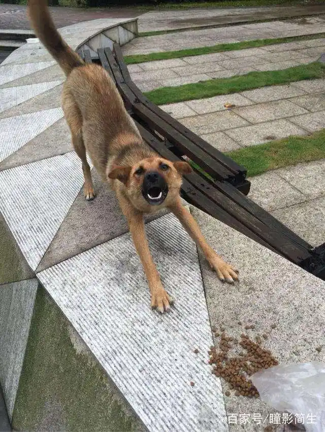 农村的土狗为什么晚上不睡觉,白天也很少睡觉?