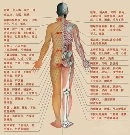 下面左脾右是胆,再下左胃右小肠,肺部娇嫩最上面,左边为心右为肝,五脏