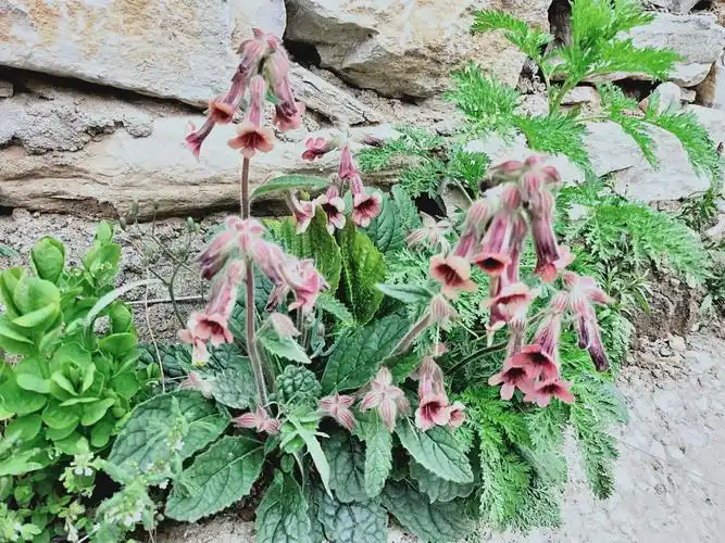 地黄玄参科.属多年生草本植物. 花叶片卵形至长椭圆形.