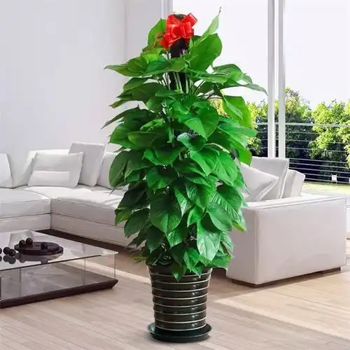 大叶绿萝柱盆栽室内大型植物办公室客厅吸除甲醛绿箩净化空气绿植