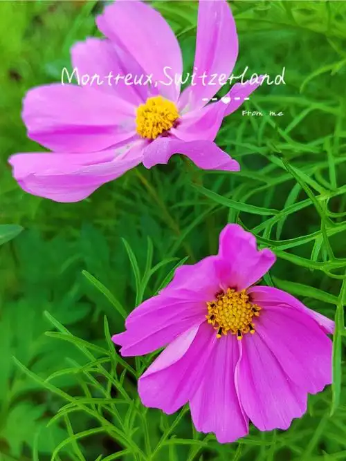 因为一部漫画爱上波斯菊,也很爱它的花语,刚好在路边看见刚开的几朵